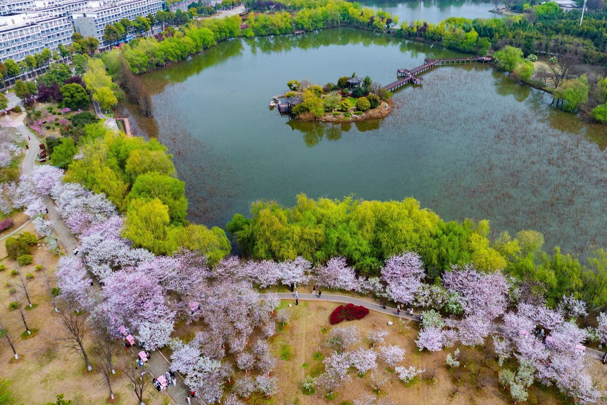樱花树下办艺展 我校第十届樱花节开幕